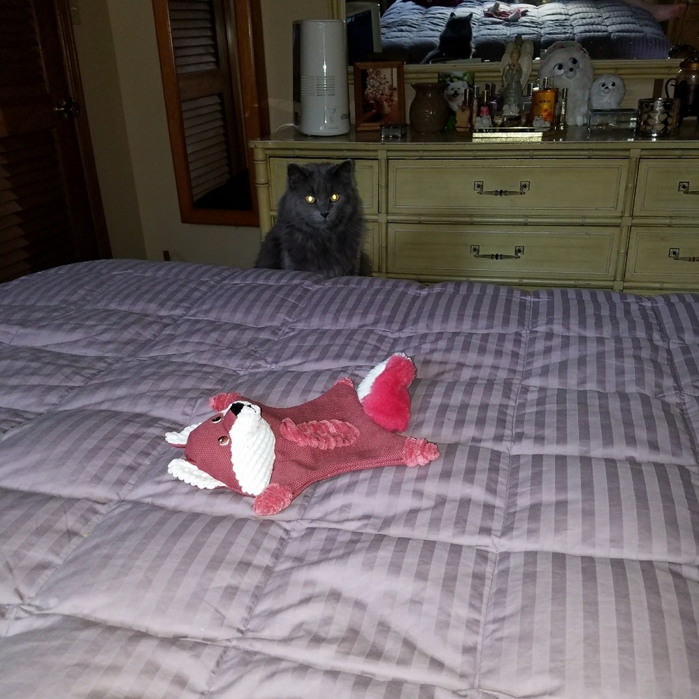 Toy